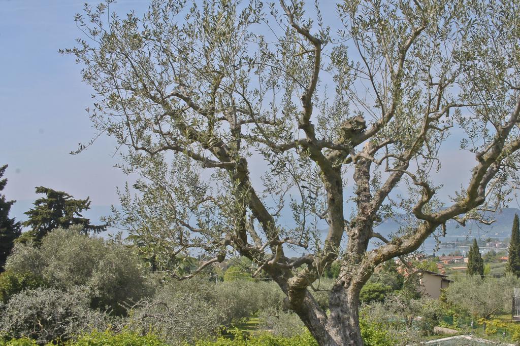 Lovely Villa Elena - Garda Lake Bardolino Dış mekan fotoğraf